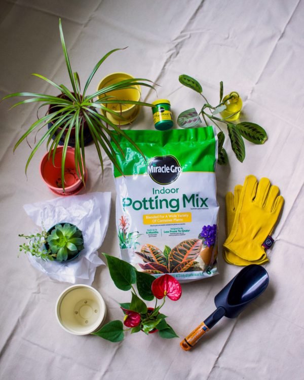 One Time Full Plant Care